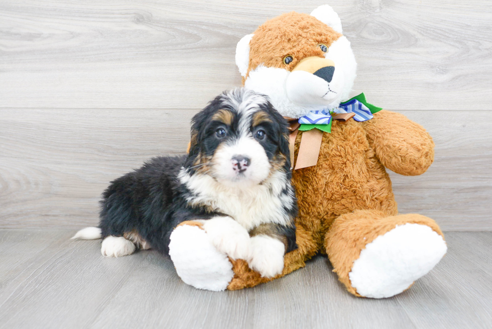 Friendly Mini Bernedoodle Baby