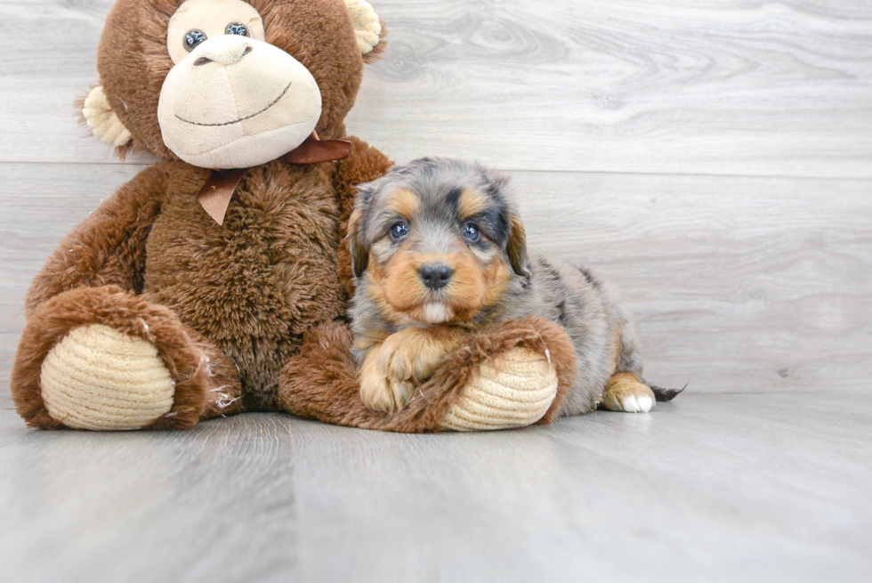 Petite Mini Bernedoodle Poodle Mix Pup