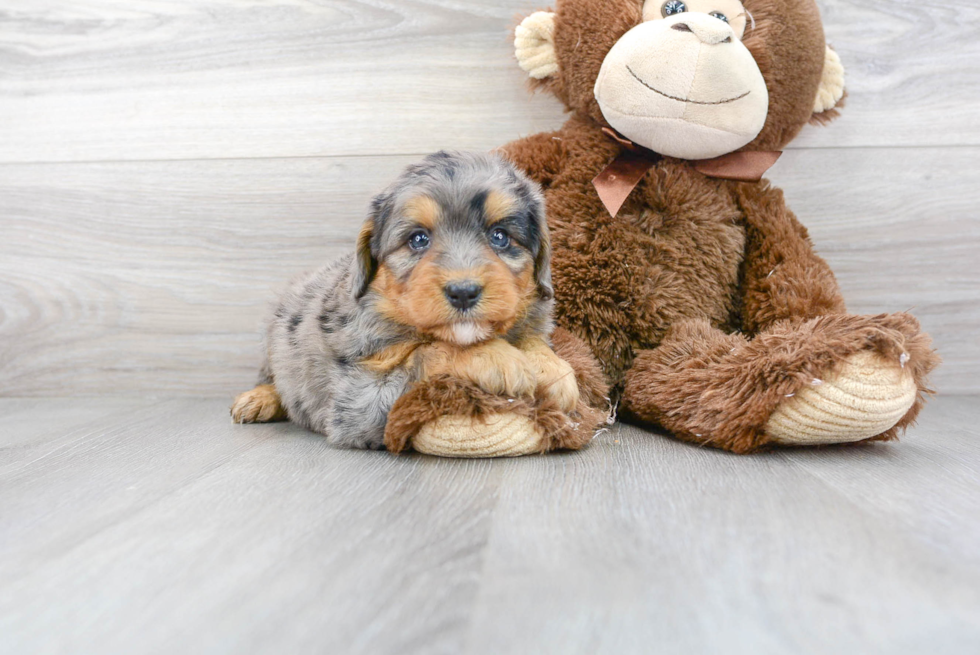 Hypoallergenic Mini Berniedoodle Poodle Mix Puppy