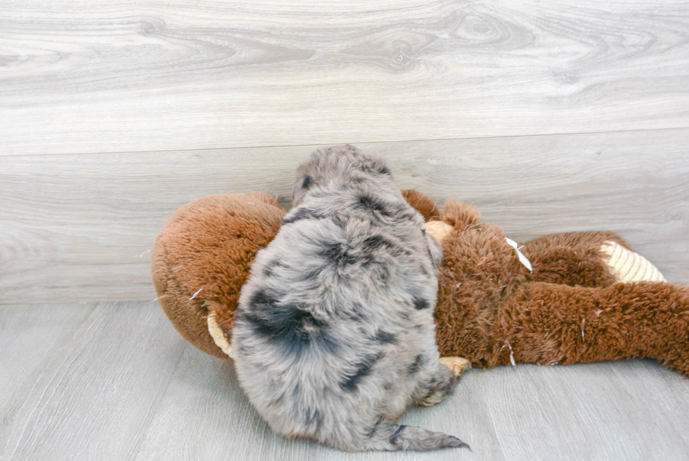 Happy Mini Bernedoodle Baby