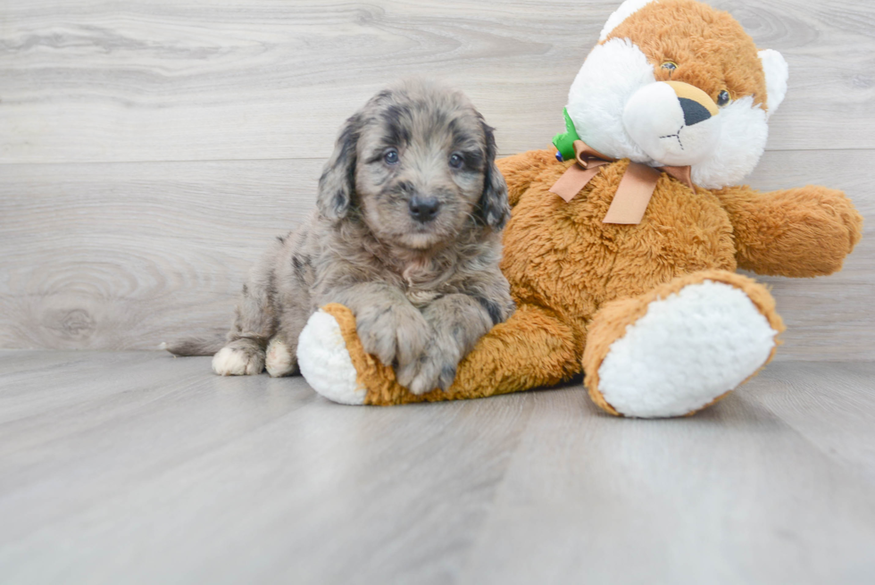 Happy Mini Bernedoodle Baby