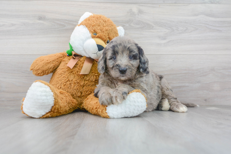 Best Mini Bernedoodle Baby