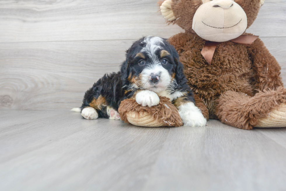 Mini Bernedoodle Puppy for Adoption