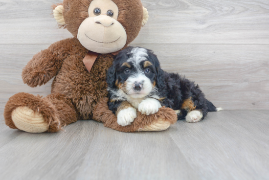 Smart Mini Bernedoodle Poodle Mix Pup