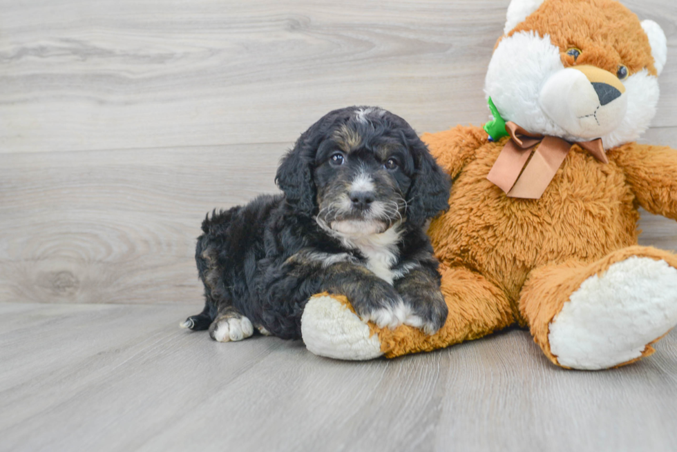 Mini Bernedoodle Puppy for Adoption