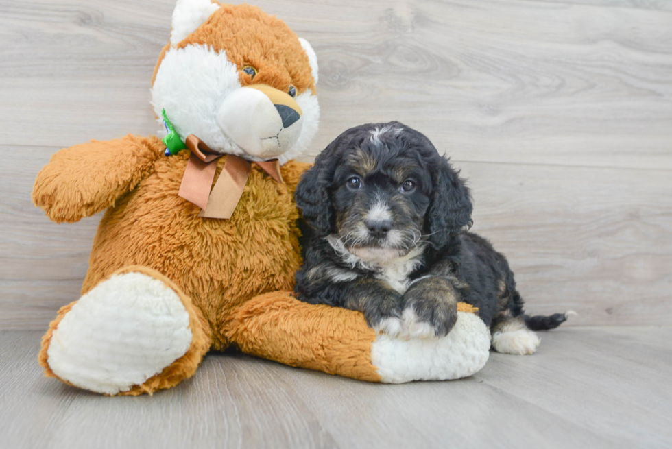 Mini Bernedoodle Pup Being Cute