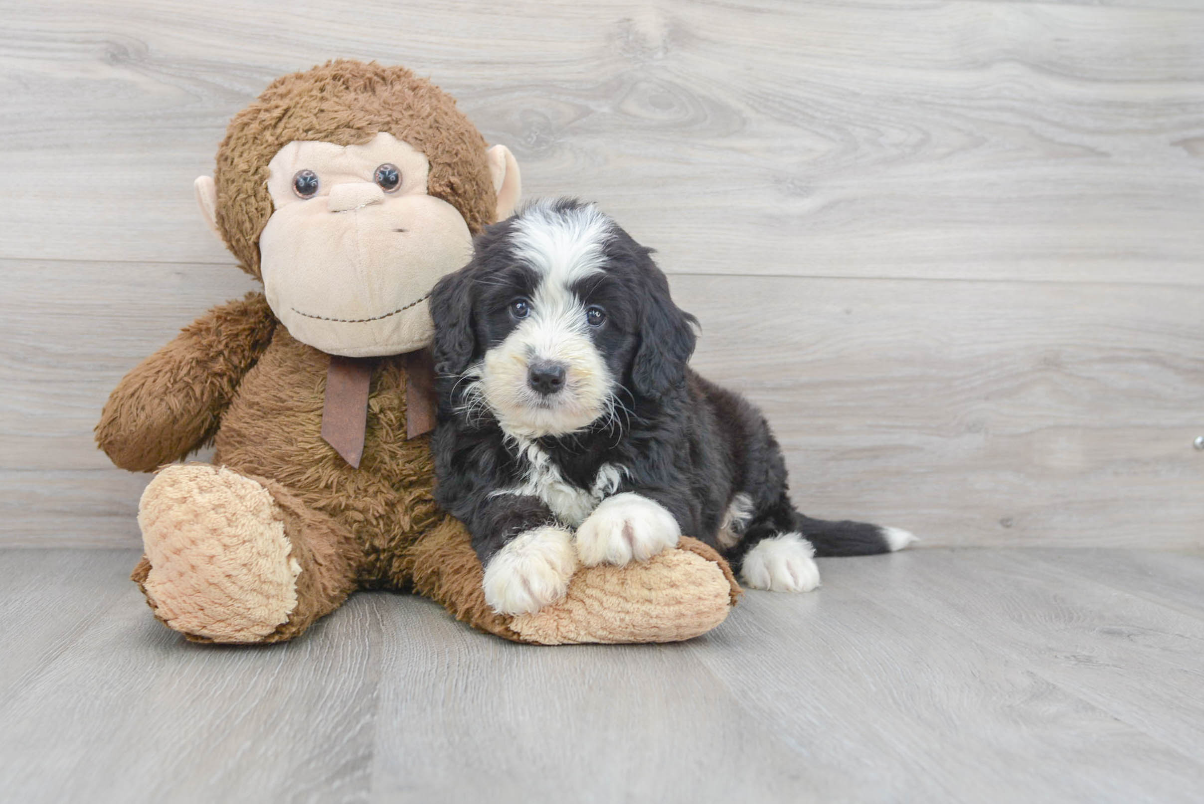 Petite Mini Bernedoodle Poodle Mix Pup