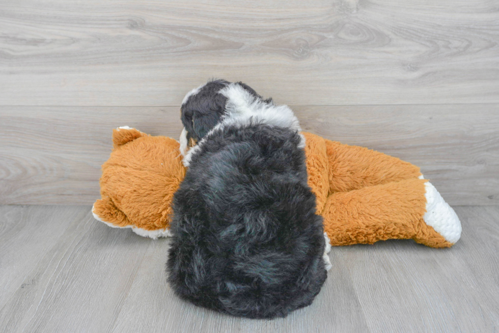 Mini Bernedoodle Puppy for Adoption
