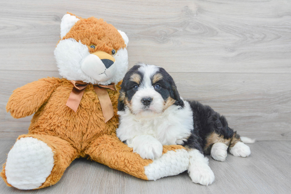 Energetic Mini Berniedoodle Poodle Mix Puppy