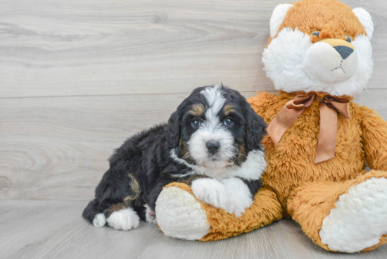 Smart Mini Bernedoodle Poodle Mix Pup