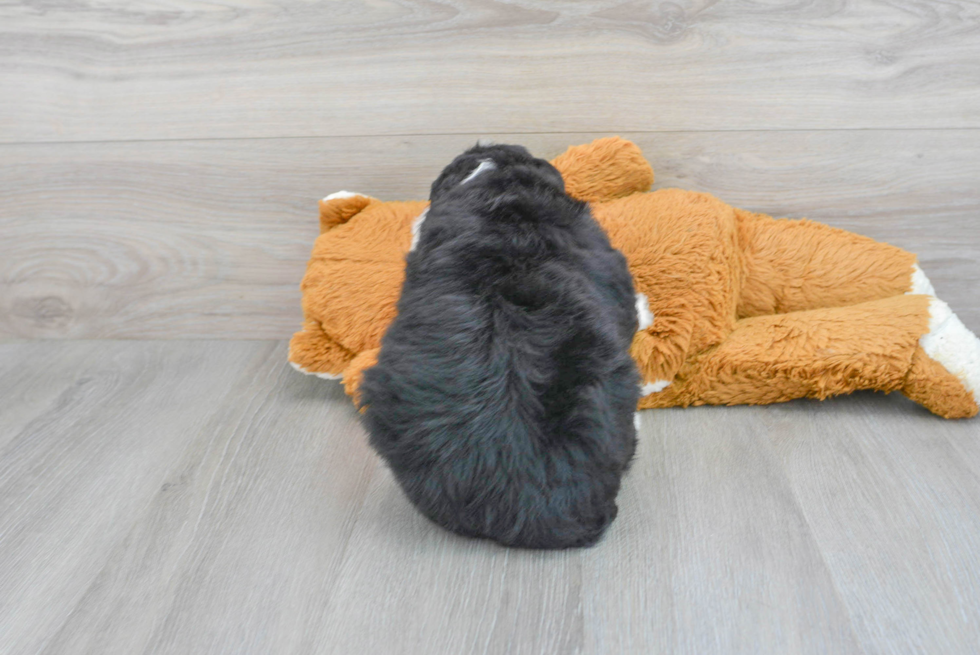 Happy Mini Bernedoodle Baby