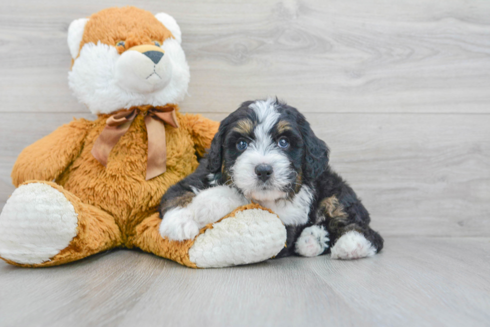 Smart Mini Bernedoodle Poodle Mix Pup