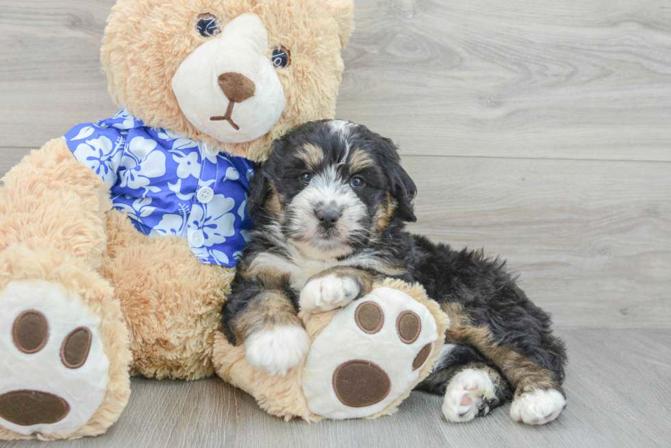 Adorable Mini Berniedoodle Poodle Mix Puppy