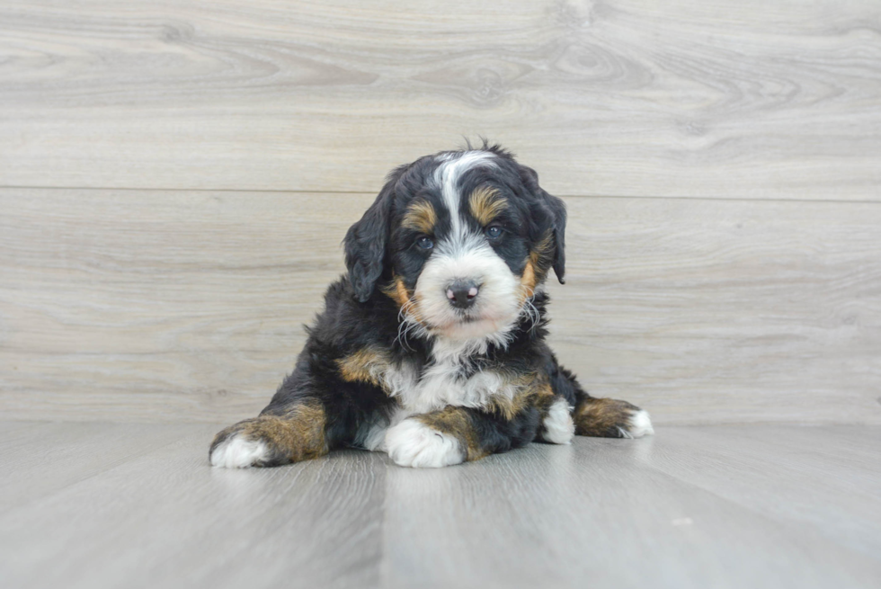 Petite Mini Bernedoodle Poodle Mix Pup