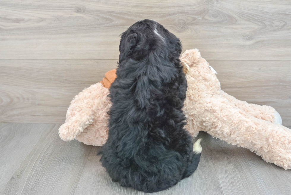 Energetic Bernadoodle Poodle Mix Puppy