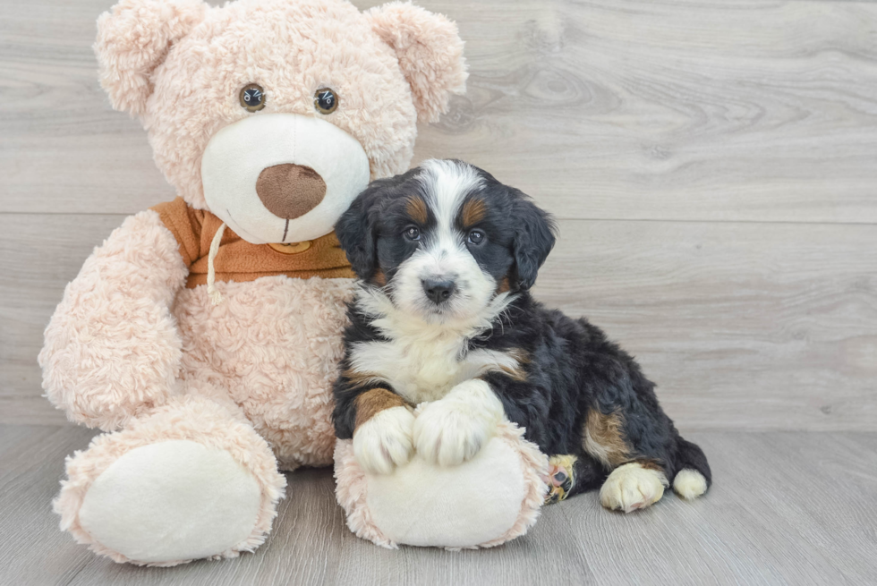 Happy Mini Bernedoodle Baby