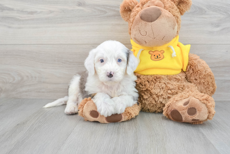 Sweet Mini Bernedoodle Baby