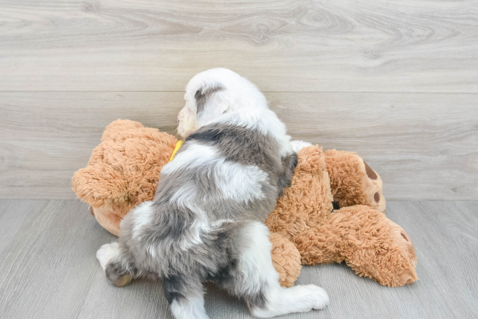 Mini Bernedoodle Puppy for Adoption