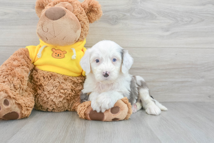 Friendly Mini Bernedoodle Baby