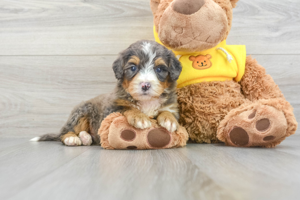 Energetic Mini Berniedoodle Poodle Mix Puppy