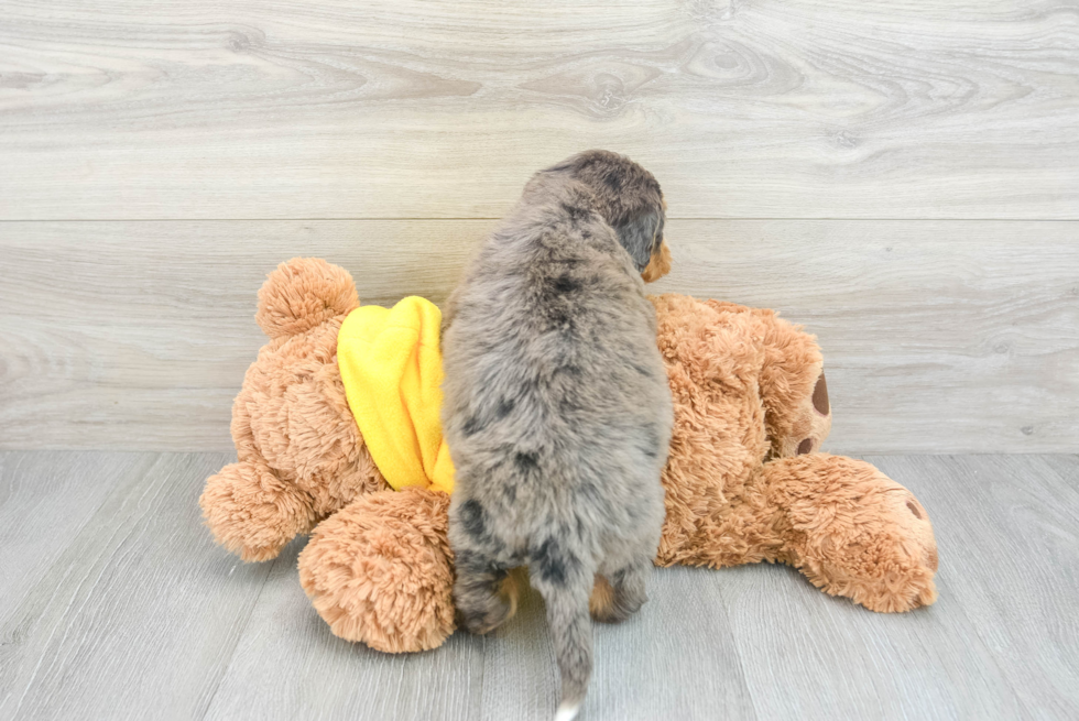 Small Mini Bernedoodle Baby