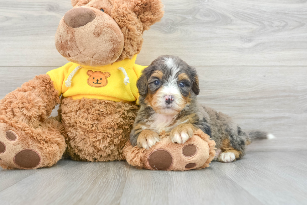 Hypoallergenic Mini Berniedoodle Poodle Mix Puppy