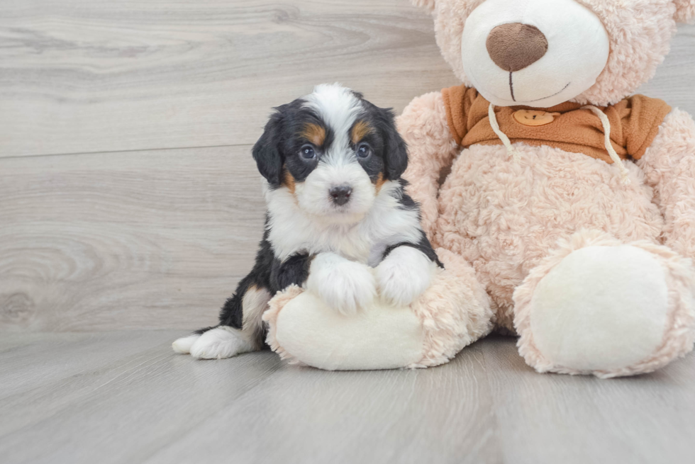 Happy Mini Bernedoodle Baby