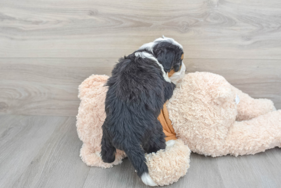 Mini Bernedoodle Puppy for Adoption