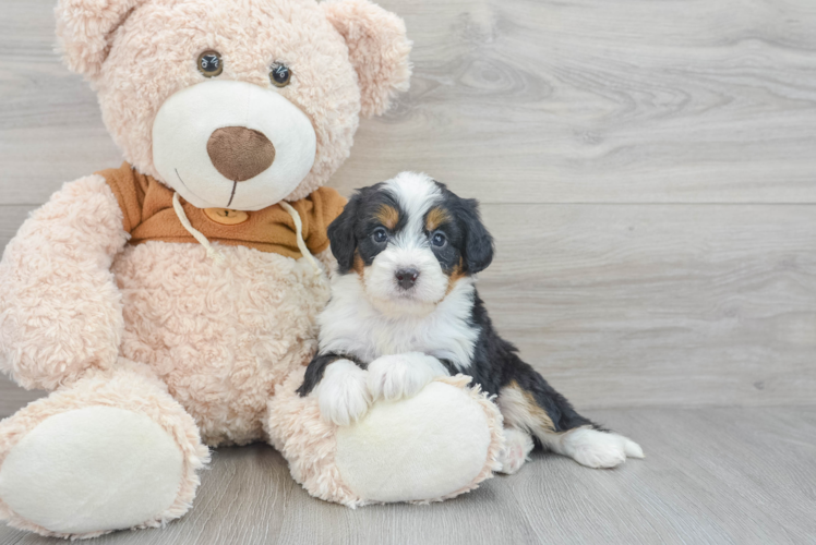 Best Mini Bernedoodle Baby