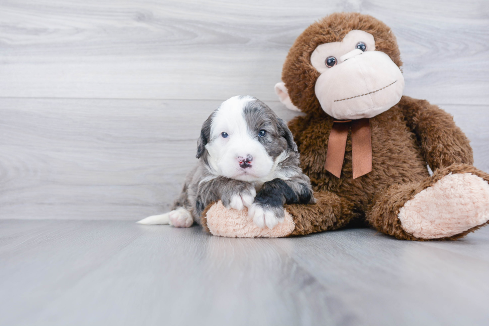 Friendly Mini Bernedoodle Baby