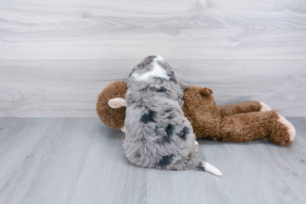 Friendly Mini Bernedoodle Baby