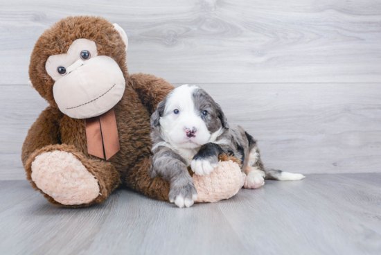 Mini Bernedoodle Pup Being Cute