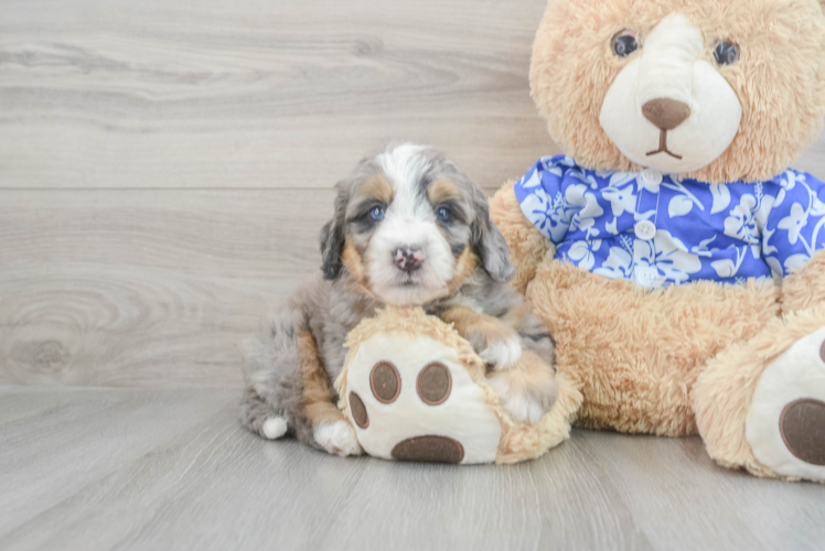 Mini Bernedoodle Puppy for Adoption