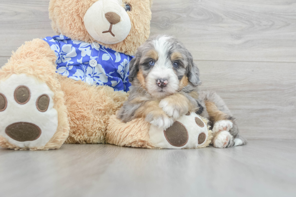 Friendly Mini Bernedoodle Baby