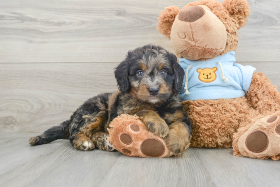 Adorable Bernadoodle Poodle Mix Puppy