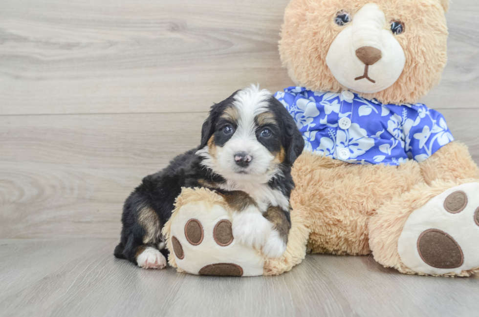 6 week old Mini Bernedoodle Puppy For Sale - Premier Pups