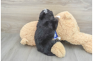 Mini Bernedoodle Puppy for Adoption