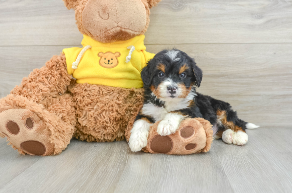 6 week old Mini Bernedoodle Puppy For Sale - Premier Pups