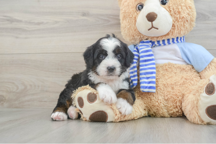 Little Mini Bernadoodle Poodle Mix Puppy