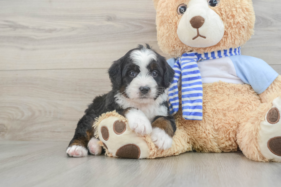 Little Mini Bernadoodle Poodle Mix Puppy