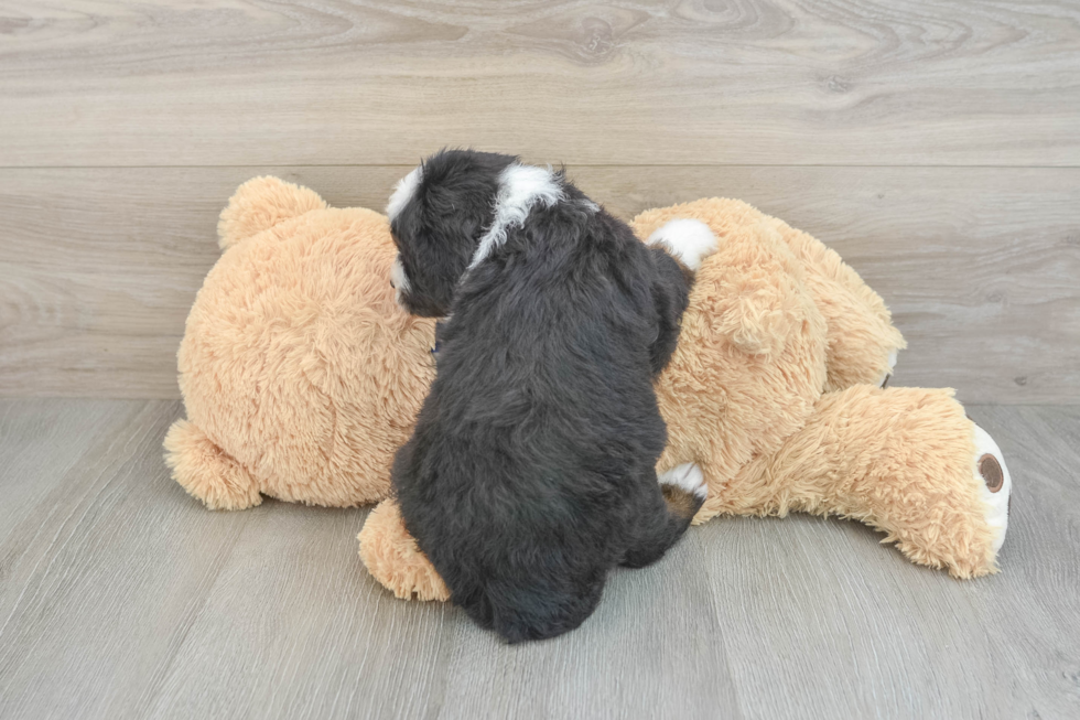 Best Mini Bernedoodle Baby