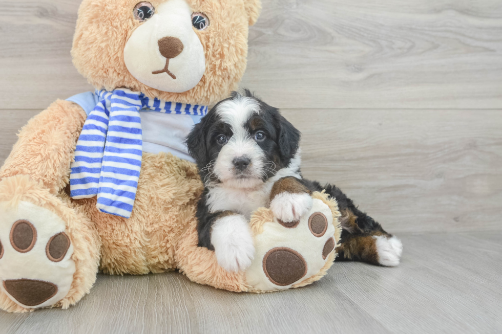 Small Mini Bernedoodle Baby