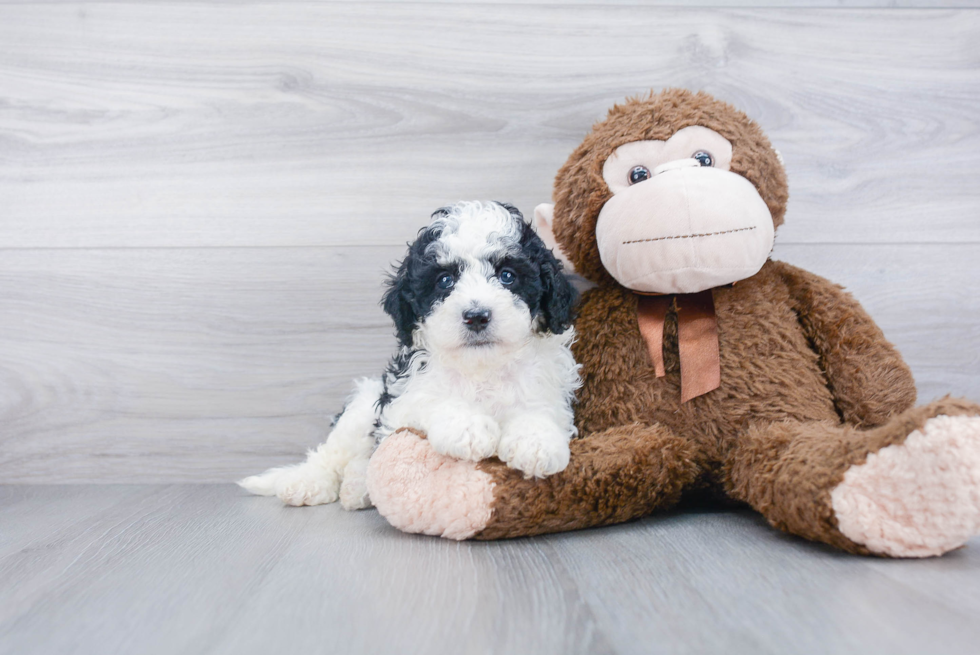 Cute Mini Bernedoodle Baby