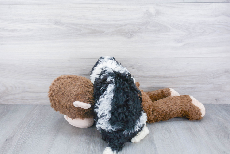 Mini Bernedoodle Pup Being Cute