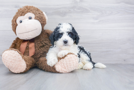 Best Mini Bernedoodle Baby