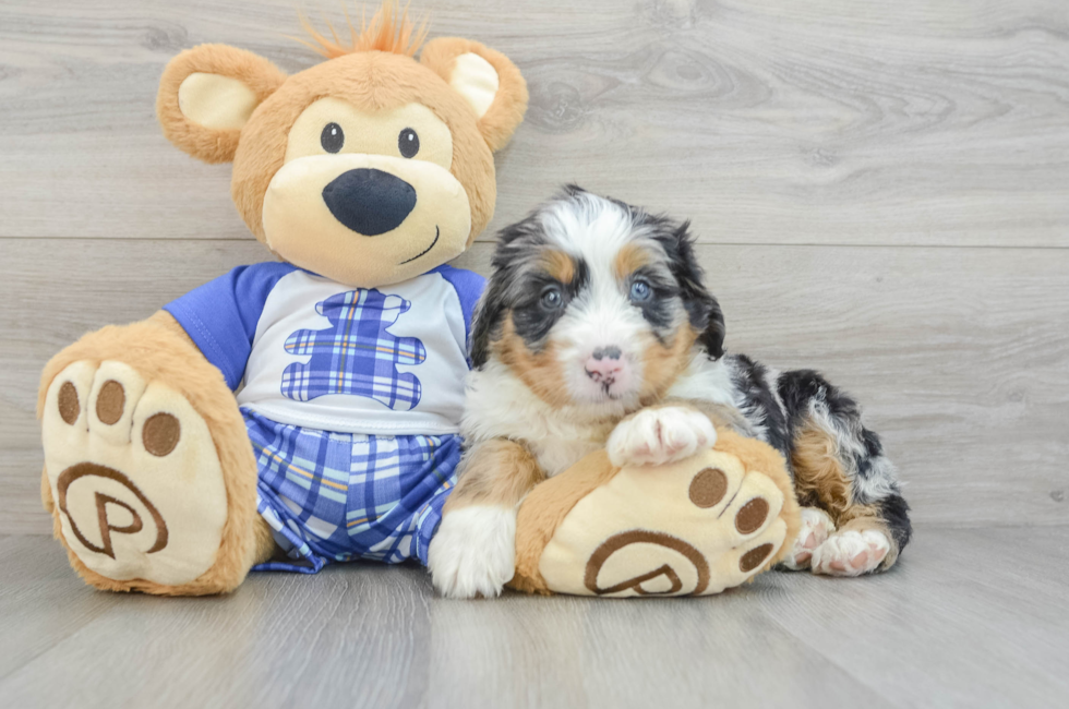 5 week old Mini Bernedoodle Puppy For Sale - Premier Pups