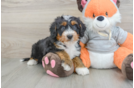Mini Bernedoodle Puppy for Adoption