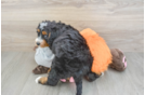 Cute Mini Bernedoodle Baby