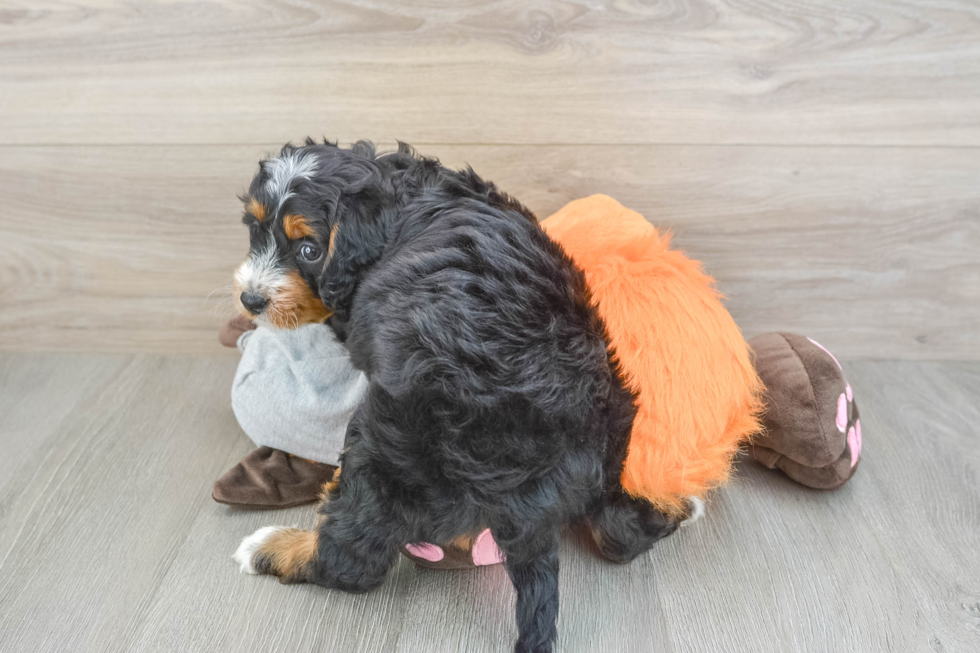 Cute Mini Bernedoodle Baby