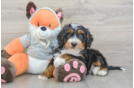 Friendly Mini Bernedoodle Baby